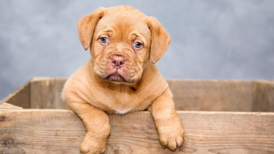 Conseils pour prendre soin de son chien : astuces pratiques